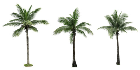 Set of coconut tree isolated on white background used for advertising decorative architecture. Summer and beach concept - obrazy, fototapety, plakaty