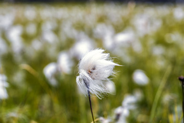 White cotton flower on background of others, cotton field, Iceland
