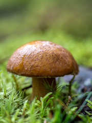 Bay boletus mushroom