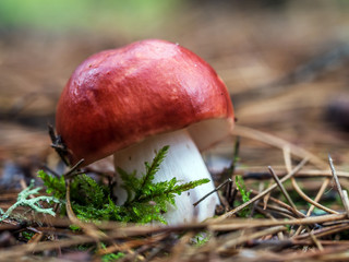 Fly agaric mushroom