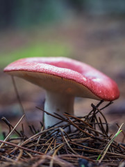 Fly agaric mushroom