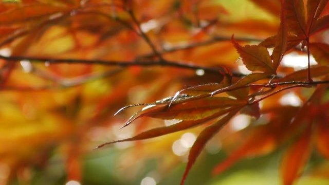 雨と紅葉