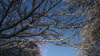 Inverno nel bosco di montagna