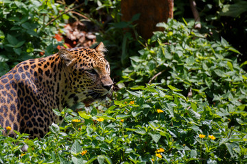 Fototapeta na wymiar Tiger jaguar in forest.