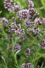 Obraz premium Wilder Majoran, Oregano, Echter Dost (Origanum vulgare) Blüten