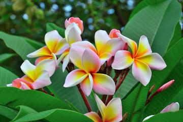 Group of plumeria on branch tree