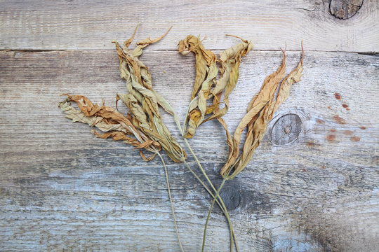 yellowed autumn dried cannabis leaves on a wooden background