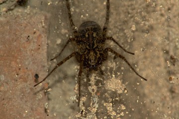 spider