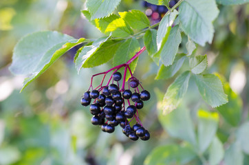 Photographs of Elderberry fruits in the wild on a sunny autumn