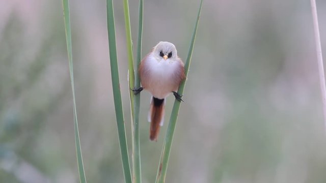 Bearded reedling, Panurus biarmicus
