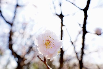 梅の花