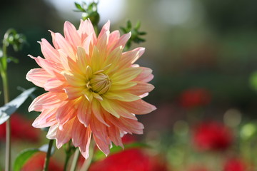 dahlia