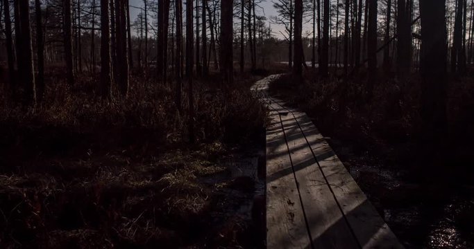 Time lapse of moon casting tree shadows on a boardwalk/trail in forest