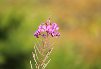 pink flower of mountain