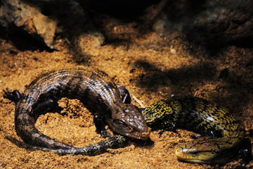 Blue Tongue Lizard (Scincidae)