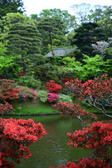flowering Japanese garden, Kyoto Japan