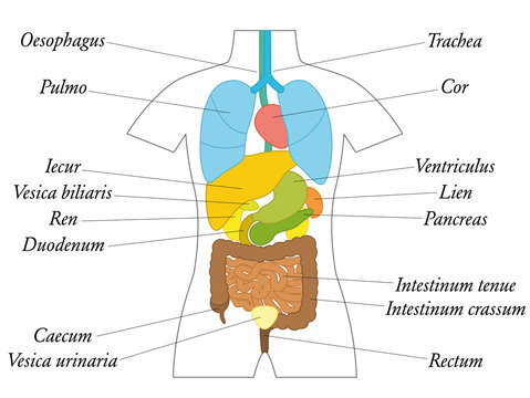 Internal organs with latin terms - schematic chart with colored organs for school use or general education - isolated vector illustration on white background.