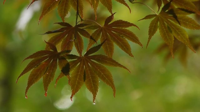 雨と紅葉