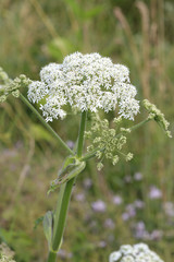 Wiesen-B&auml;renklau (Heracleum sphondylium), Gemeine B&auml;renklau, Bl&uuml;ten