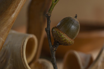 Still life from fruits of oak acorns and fragments from a tree