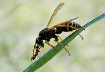 yellow wasps to fight an ant