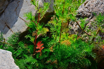 Flora, grass, nature, plants, rock, 