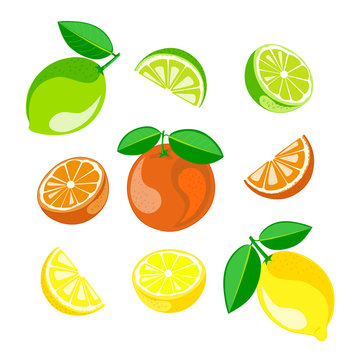 Assorted fruit: lemon, lime, orange. Vector Image.Half and segment of fruits. Vector image.