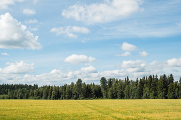 Field in a countryside on a summer day with clouds in the sky