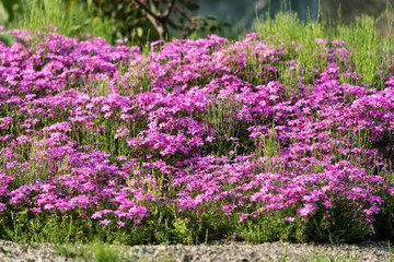 ピンクのシバザクラの花