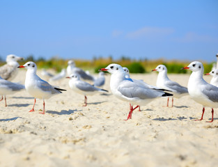  flock of white gulls