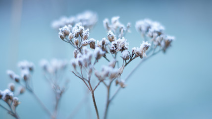 Frosted Plant