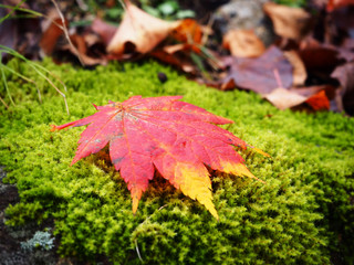Red maple on the green floor in the forest of Japan