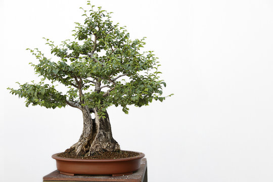 Ulmus communis bonsai on a wooden table and white background