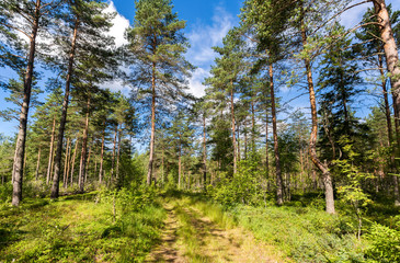 Forest with pine trees and pathway on a beautiful summer sunny day with blue sky and clouds