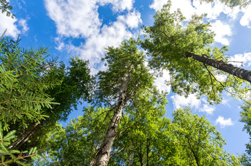 Fototapeta premium Crowns of tall birch trees above his head in the forest against a blue sky. Wild nature of the forests. Deciduous forest in summertime
