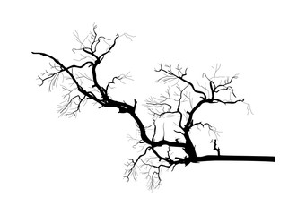Halloween Dead Tree Branch