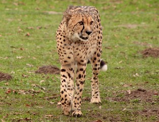 Gepard