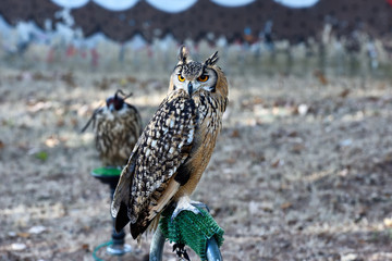 Art of Nature / Florence my city my love