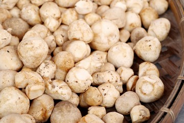 fresh mushrooms at market