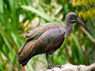 Ibis