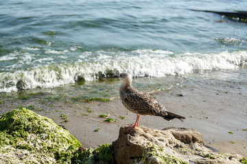 seagull on an oozy stone sea in the background