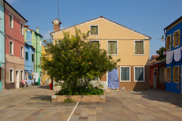 Fototapeta na wymiar Casa colorata con albero a Burano
