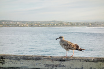 Aquatic bird in California