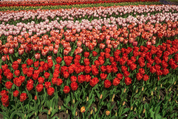 Beautiful spring flowers. tulip flowers field