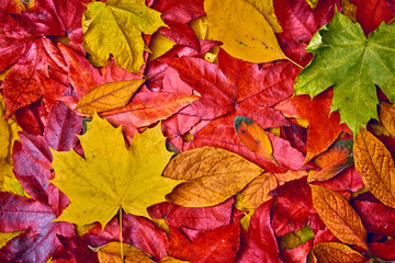 Naklejka na ściany i meble Autumn Leaves Background