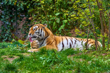 Tiger. Tigers on green grass