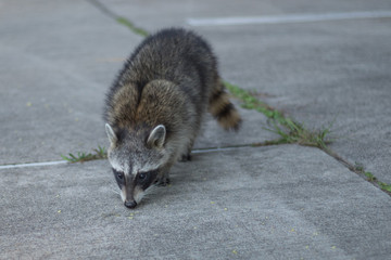Scavenging Raccoon