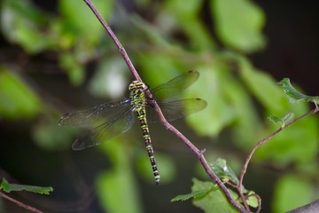 Libellule 