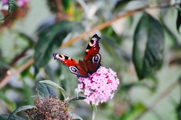 Papillon 