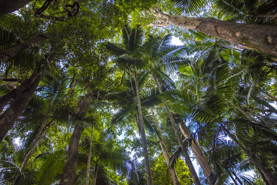 rainforest filled with palm trees, looking up to palm tree tops, tropical rainforest